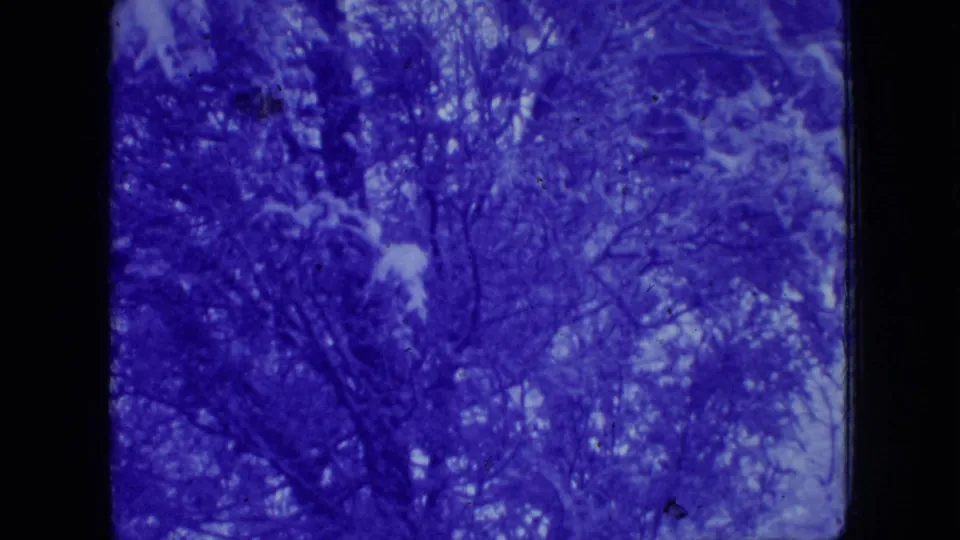 1966 New Jersey 8mm frame showing a darker cluster of snow-covered trees and branches in a winter forest.