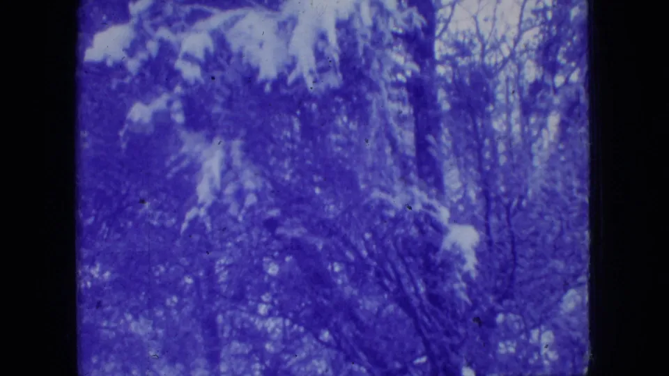 Blue-tinted 1966 New Jersey 8mm frame of snow-covered trees, brush, and forest undergrowth near the end of the clip.