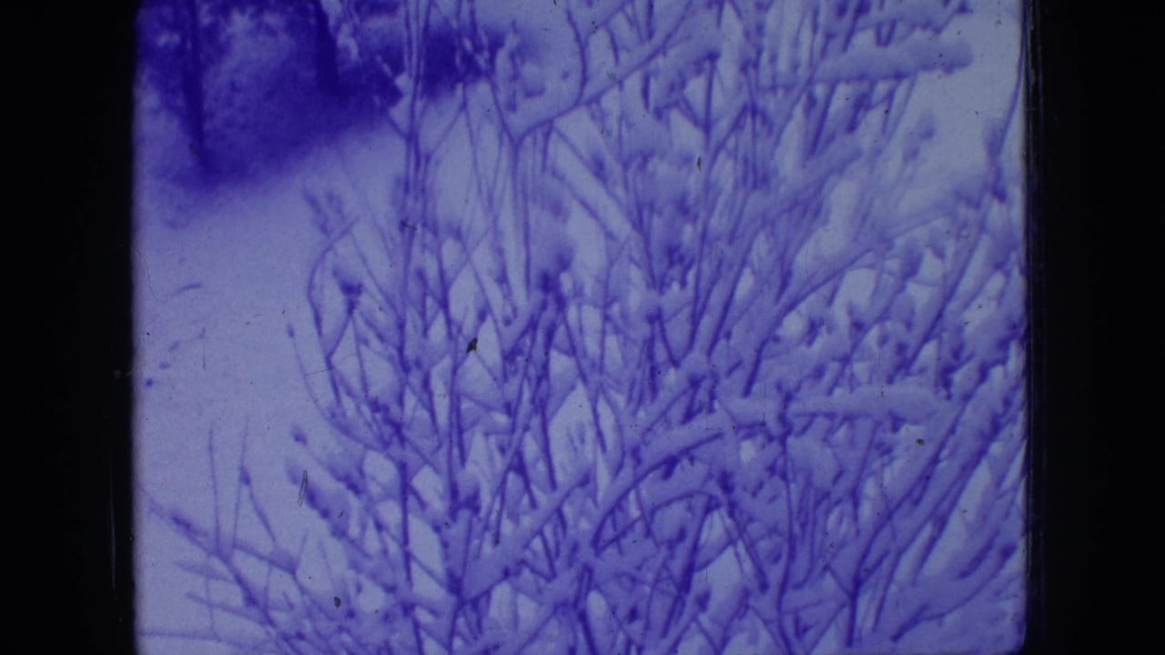 1966 New Jersey 8mm frame focusing on snow-coated bare shrubs and branches on a quiet winter hillside.