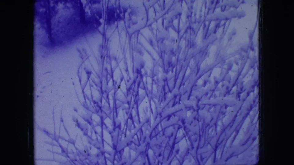 1966 New Jersey 8mm frame focusing on snow-coated bare shrubs and branches on a quiet winter hillside.