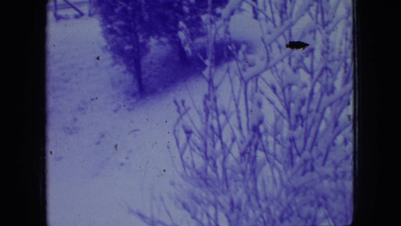 1966 New Jersey 8mm frame showing a snowy garden area with bare shrubs, dark tree trunks, soft focus, and a pronounced purple color shift.