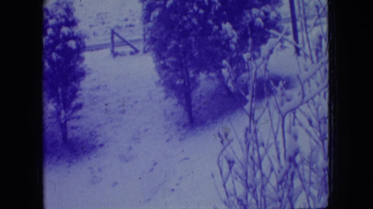 Snowy garden path bordered by trees and shrubs with a small wooden gate beyond.