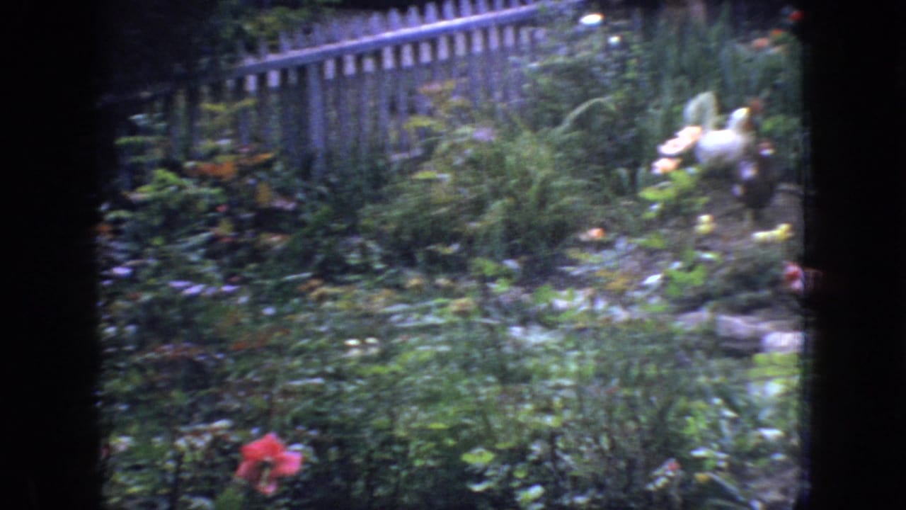 1966 New Jersey home-movie frame looking through a dark window frame toward a lush backyard garden with green foliage, pink blooms, and a pale picket fence.
