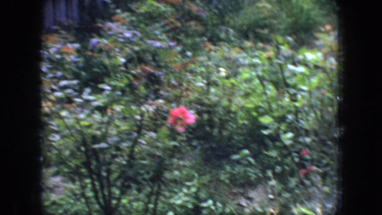 Dense garden plants with a pink bloom and dark window edge in the foreground.