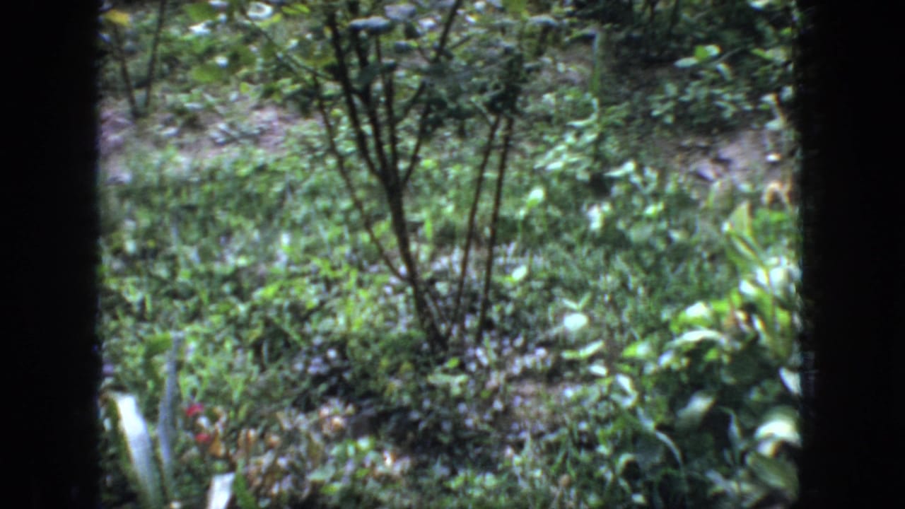 1966 New Jersey home-movie frame of a leafy backyard garden bed seen through dark window mullions, with shrubs and ground plants filling the view.