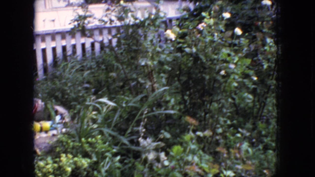 1966 New Jersey 8mm frame looking through a window at dense suburban garden foliage, yellow flowers, and a white picket fence.