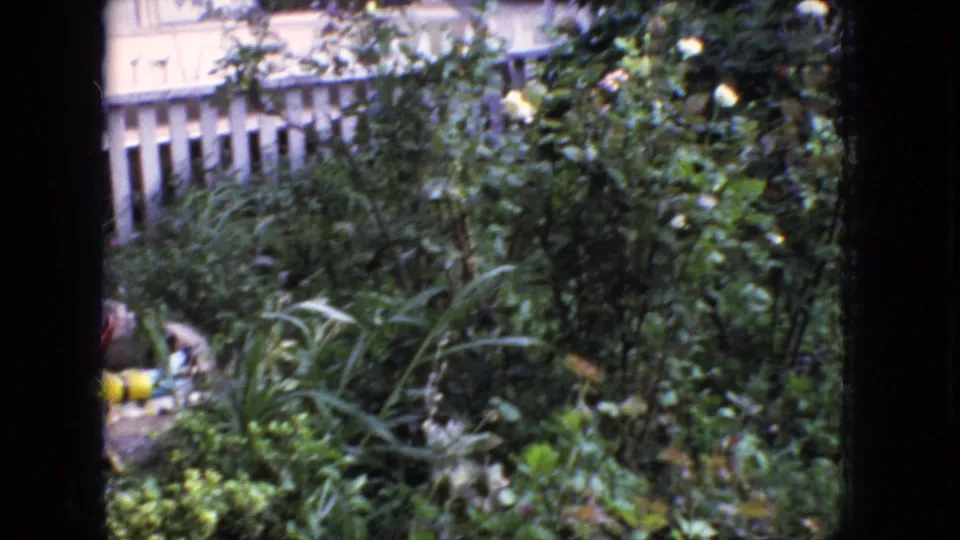 1966 New Jersey 8mm frame looking through a window at dense suburban garden foliage, yellow flowers, and a white picket fence.