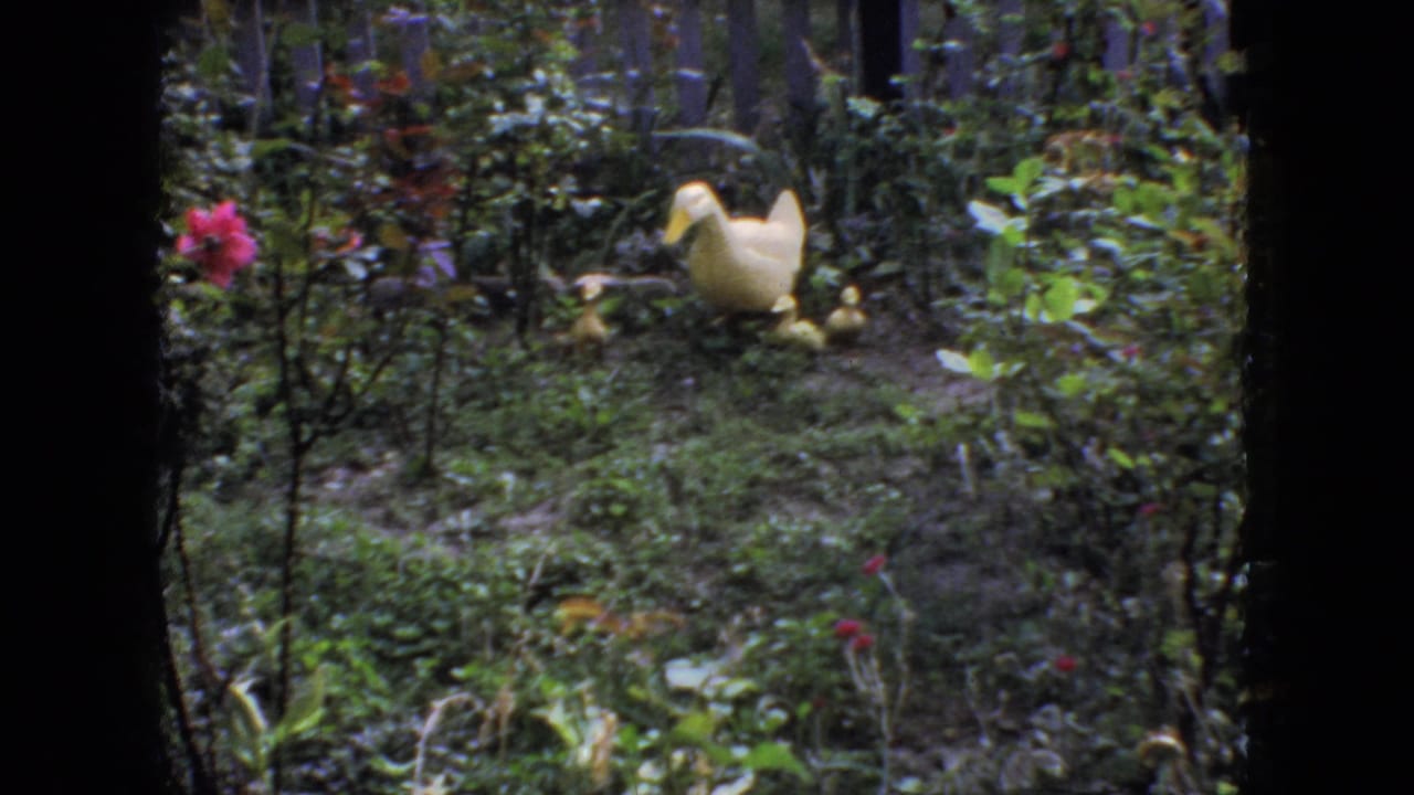 1966 New Jersey 8mm home-movie frame showing a backyard garden with dense shrubs, red flowers, and a yellow duck figurine set among the plants.