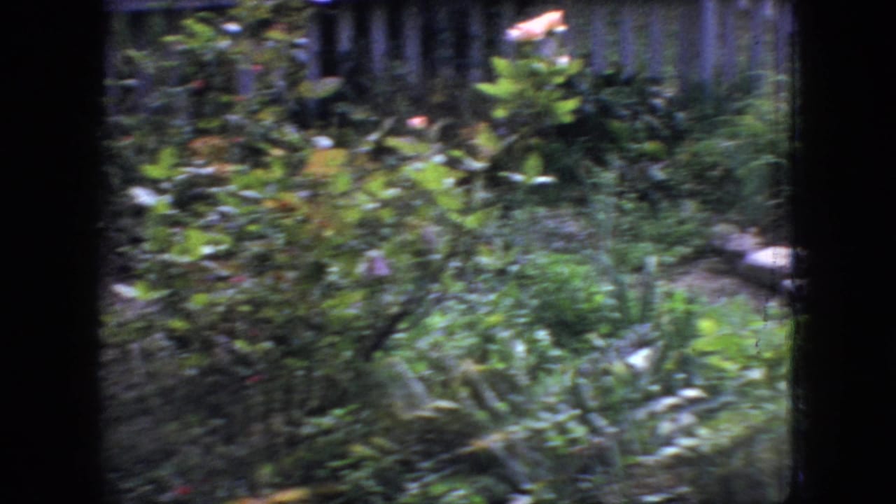 Blurred pan across leafy garden plants and trees.