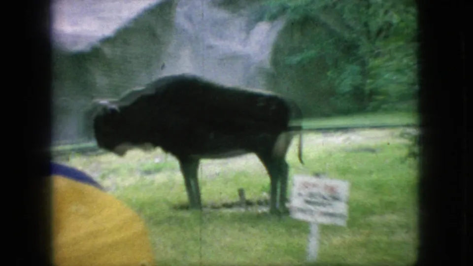1966 New Jersey 8mm frame showing a large bison statue on a grassy outdoor display area, with a small sign and trees in the background.