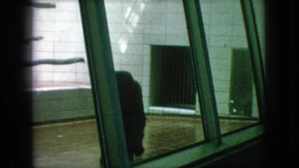 1966 New Jersey home-movie frame showing a dark primate near angled glass viewing panels inside a tiled enclosure, with wall vents or openings visible behind.