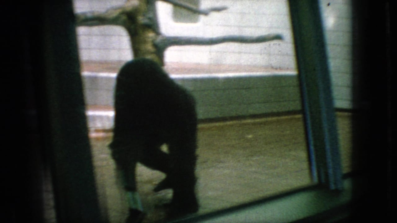 A chimpanzee appears as a dark silhouette near a glass viewing barrier inside a tiled zoo enclosure, consistent with the supplied 1966 New Jersey home-movie metadata.