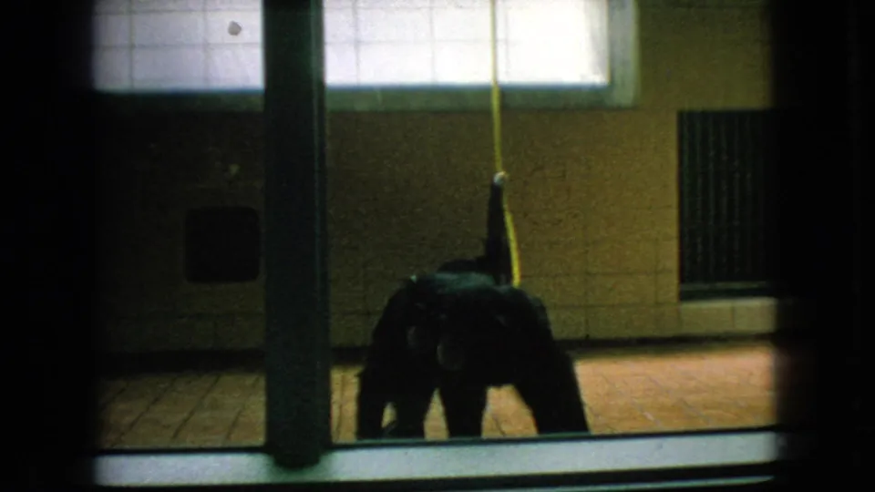 The chimpanzee is low to the enclosure floor behind glass, with a radiator, tiled wall, window light, and vertical door or frame elements visible in the background.