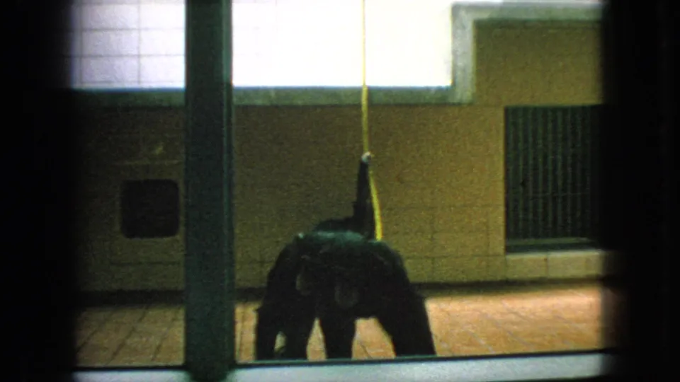 1966 New Jersey home-movie frame showing a dark primate standing near a yellow hanging rope in a tiled indoor zoo habitat.