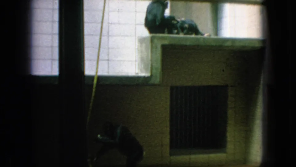 1966 New Jersey home-movie frame showing a primate low in the frame beneath a hanging rope, with tiled walls and barred enclosure details behind it.