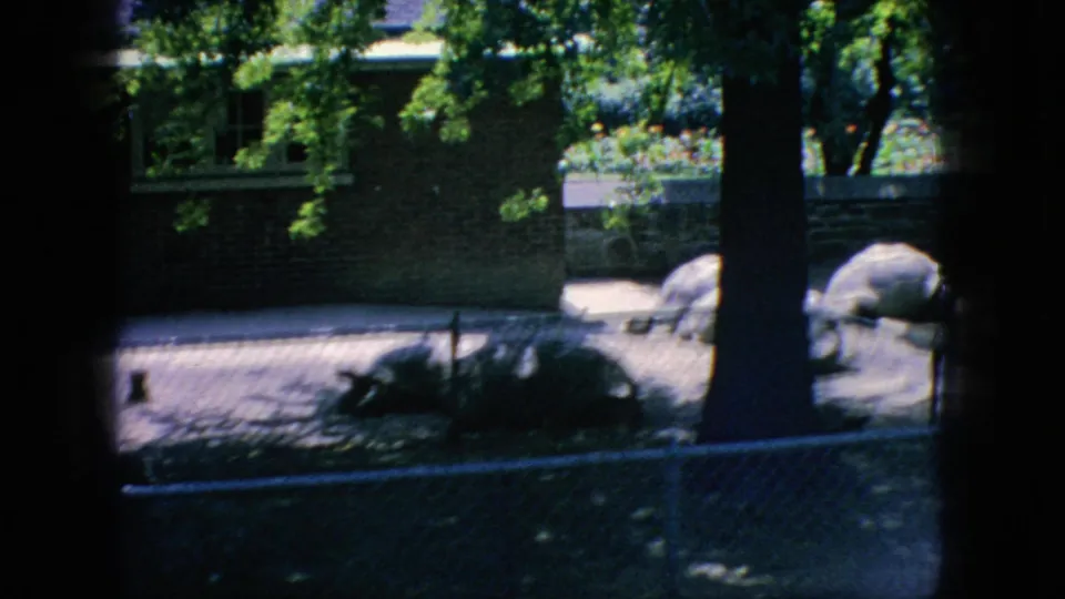 1966 New Jersey home-movie frame showing large tortoises resting in a shaded outdoor zoo enclosure behind a chain-link fence and trees.