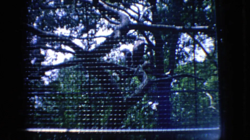 1966 New Jersey 8mm zoo footage looking past dark vertical bars toward a tree area enclosed by mesh, with dense foliage behind it.