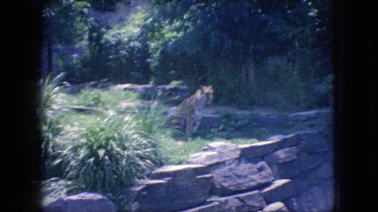 Tiger walking in a green zoo enclosure behind low stone walls.