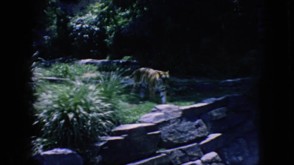 1966 New Jersey 8mm zoo footage with a tiger crossing a shaded green habitat, framed by ornamental grass and stonework in the foreground.
