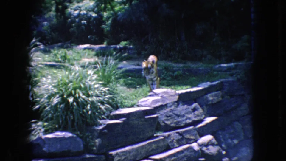 1966 New Jersey 8mm frame showing a tiger facing toward the camera within a lush zoo enclosure bordered by stone walls and dense plants.
