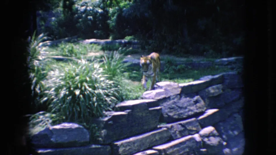 A tiger moves through a planted zoo enclosure with stone ledges and dense greenery, consistent with the supplied 1966 New Jersey 8mm home-movie context.