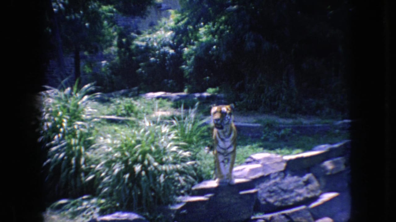 Tiger facing the camera from behind a low stone wall.