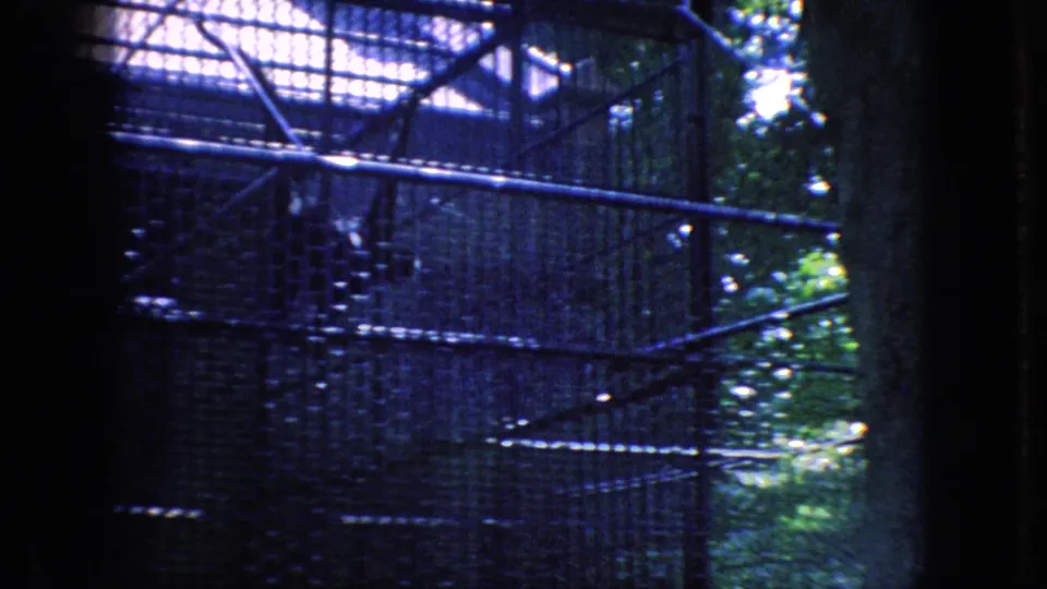 A metal mesh enclosure structure with railings fills the frame, indicating the zoo setting and captive-animal viewing area in this 8mm home-movie clip.