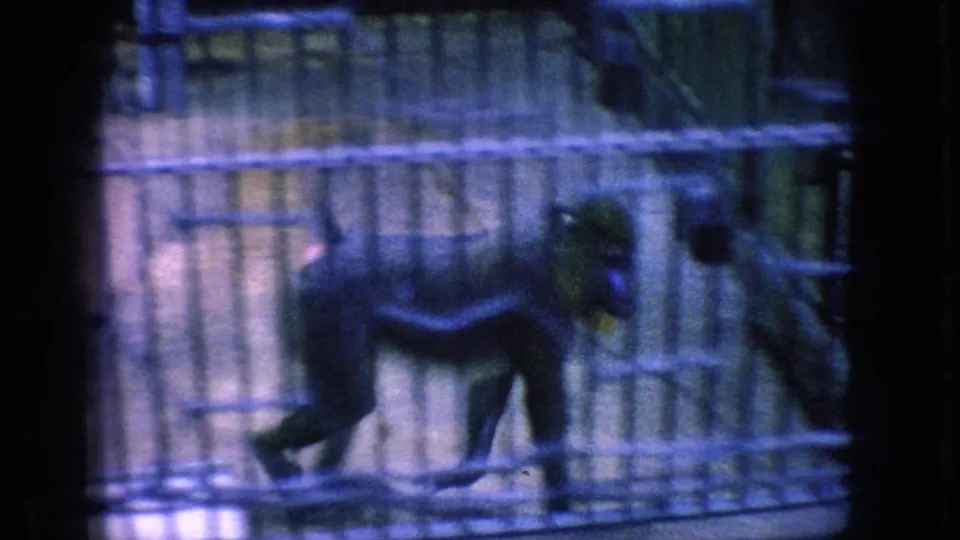 A monkey moves behind metal bars in a shadowed zoo cage, filmed in soft 8mm color during the 1966 New Jersey zoo visit.