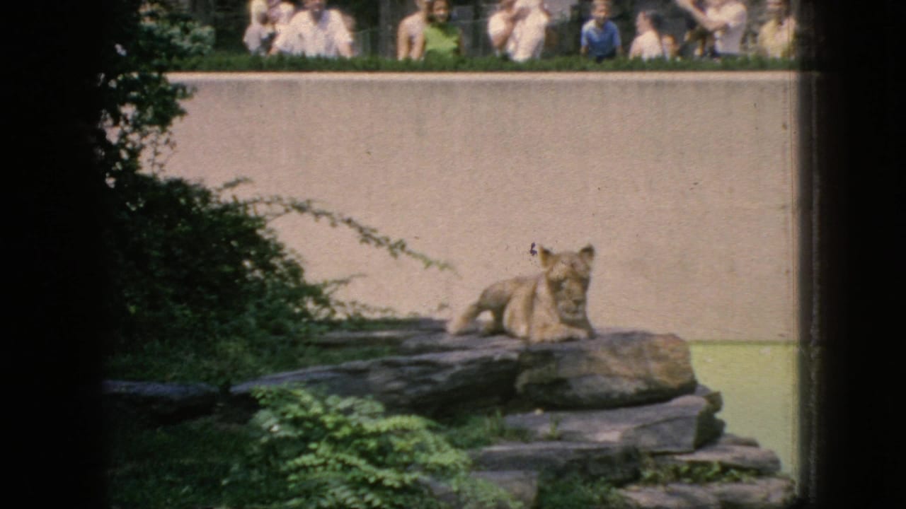 Big cat resting on rockwork below spectators behind a wall.