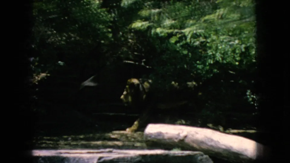 A dark, leafy zoo enclosure shows a big cat partly in shadow near a pale log and rockwork, with dense greenery behind.
