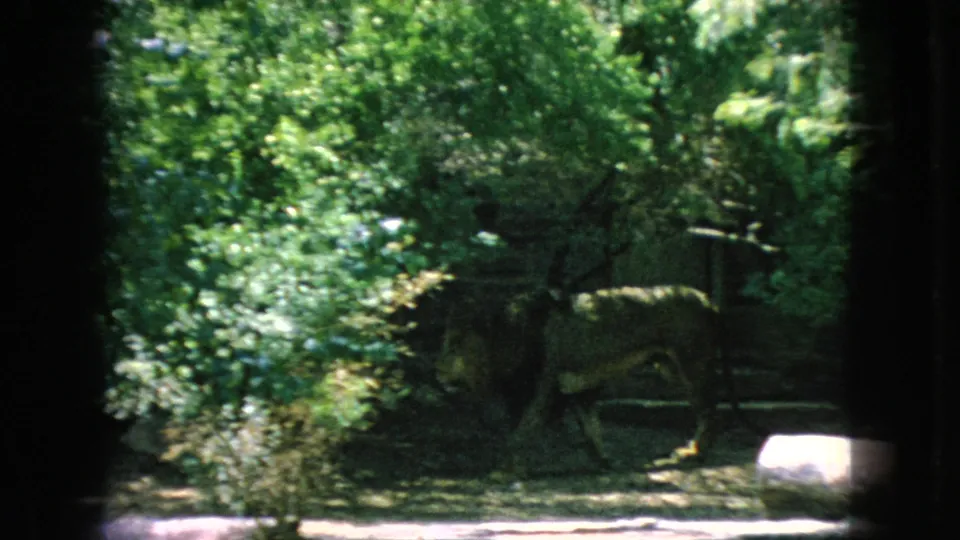 A lion walks through a lush green zoo habitat with trees, fencing, and enclosure barriers visible in the background.