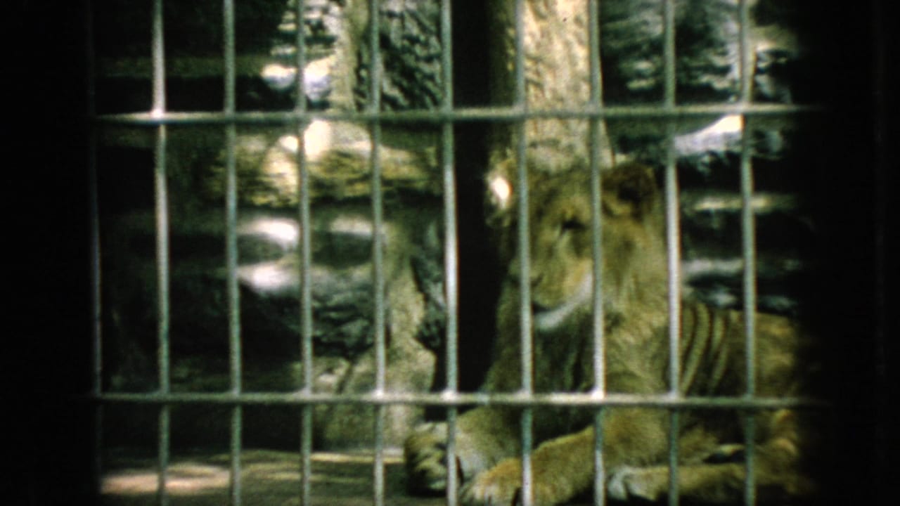 A tiger appears behind vertical metal bars in a 1966 New Jersey home-movie view of a zoo enclosure, with artificial rock formations visible in the background.