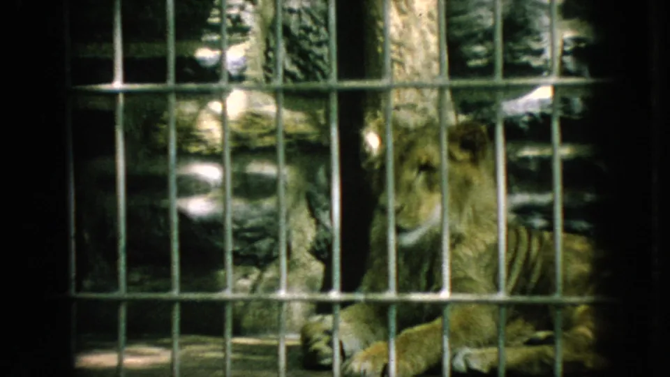 A tiger appears behind vertical metal bars in a 1966 New Jersey home-movie view of a zoo enclosure, with artificial rock formations visible in the background.