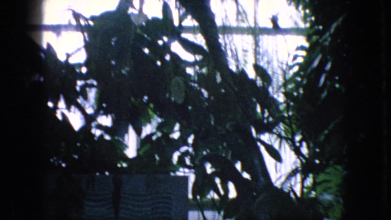 Dark tropical foliage silhouetted against bright window light.