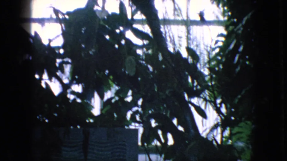 Dense tropical-looking plants and hanging foliage are silhouetted against bright interior light, possibly inside a zoo greenhouse or animal-house area in the 1966 New Jersey footage.
