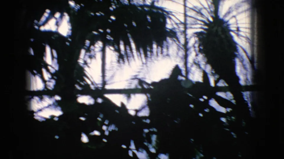 Palm fronds and layered foliage appear in silhouette against bright window light in the 1966 New Jersey home-movie clip, suggesting a planted zoo or greenhouse-like space.