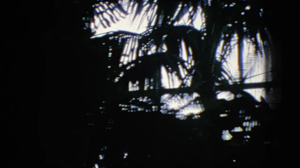 A high-contrast view shows dark tropical plant shapes and palm leaves against bright windows, continuing the zoo or indoor planting environment from the 1966 New Jersey footage.
