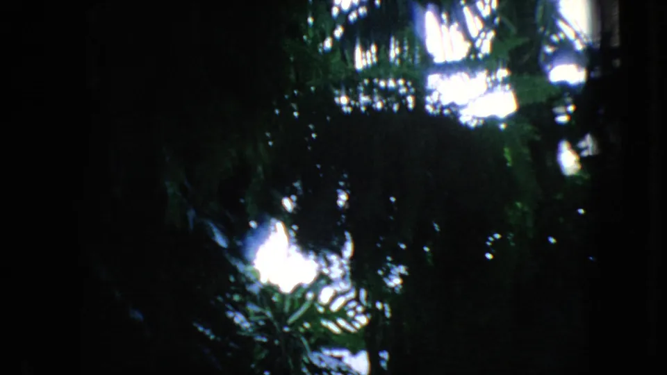1966 New Jersey home-movie frame with dark palm fronds and dense foliage silhouetted against bright daylight.