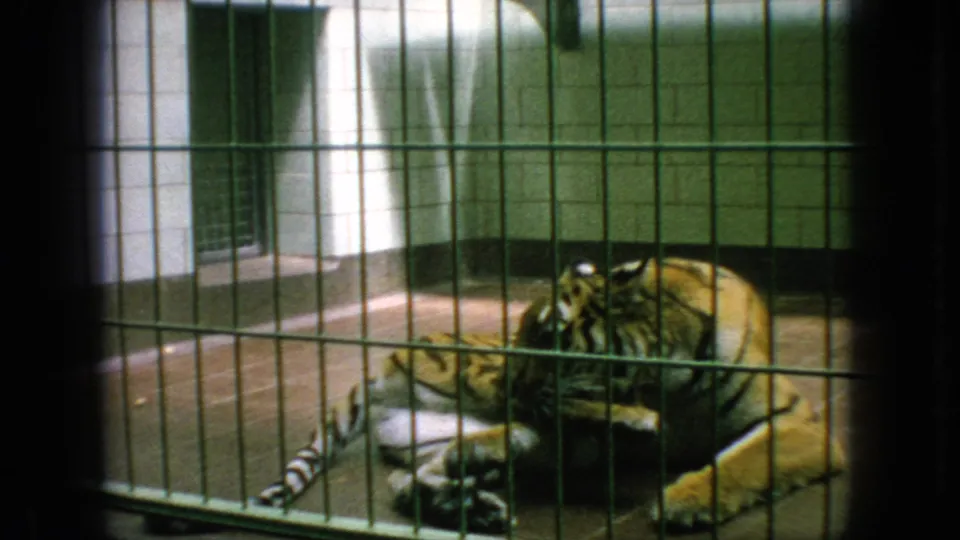 Tiger lying inside a barred zoo enclosure in 1966 New Jersey home-movie footage, with tiled walls and soft 8mm color shifts.