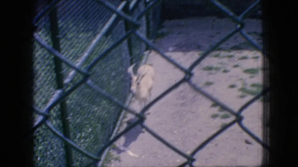 Small antelope-like zoo animal walking along a paved enclosure path behind chain-link fencing in the 1966 New Jersey footage.