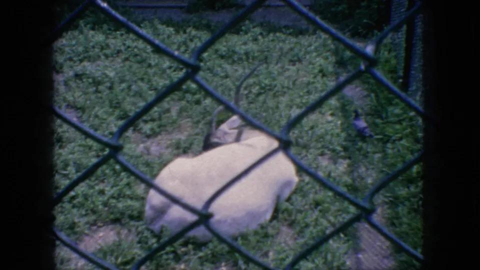 In this 1966 New Jersey home-movie frame, a light-colored horned antelope rests on grass behind a dark chain-link fence.