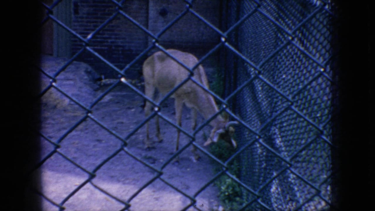 Horned antelope grazing near a brick wall behind chain-link fencing.