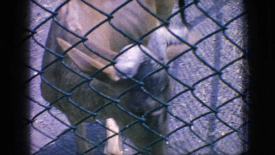 A closer 8mm frame shows the antelope's head, pale coat, and curved horns partly obscured by the diamond pattern of the fence.