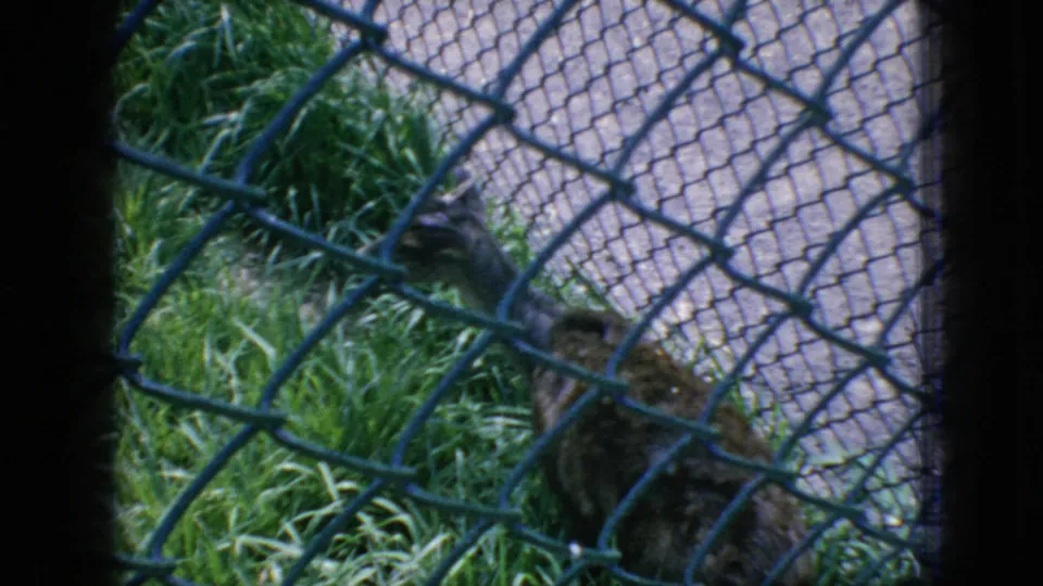 The final frame looks through the fence toward grass and enclosure ground, with a small dark form partly visible near the lower right and the antelope no longer clearly centered.