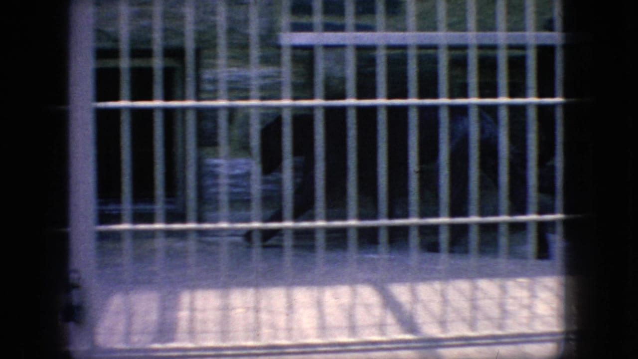A dark puma-like wildcat sits or moves behind white metal cage bars in 1966 New Jersey zoo home-movie footage, seen through a shadowed foreground obstruction.