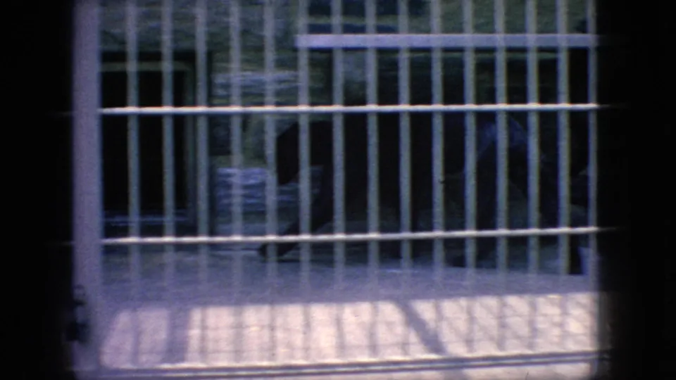 A dark puma-like wildcat sits or moves behind white metal cage bars in 1966 New Jersey zoo home-movie footage, seen through a shadowed foreground obstruction.
