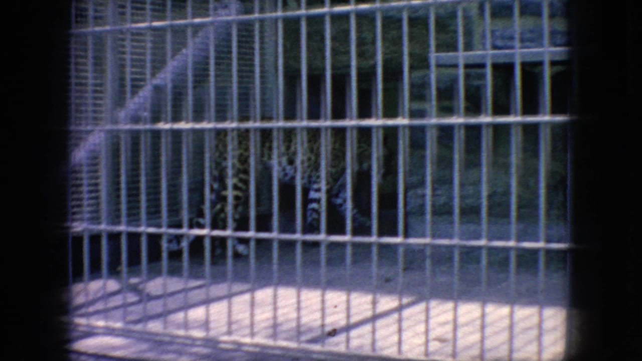 A spotted cheetah-like cat stands behind white metal bars in a sunlit zoo enclosure, filmed on grainy 8mm from a visitor viewpoint in New Jersey according to metadata.
