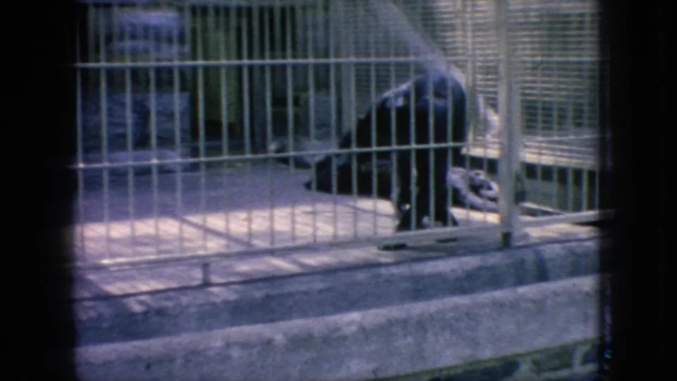 A dark puma-like cat appears low near the concrete floor behind white cage bars, with strong shadows and soft 8mm color typical of the supplied 1966 zoo footage.