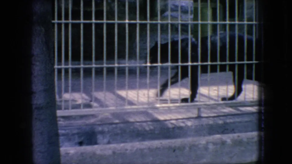 A spotted cheetah-like wildcat is partly visible behind white metal cage bars, framed through dark vertical foreground edges in the 1966 New Jersey zoo clip.