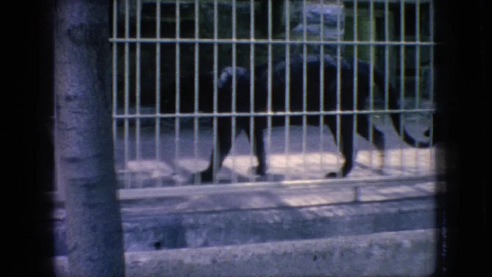 1966 New Jersey 8mm frame showing a black panther walking inside a barred zoo enclosure with a tree trunk in the foreground.